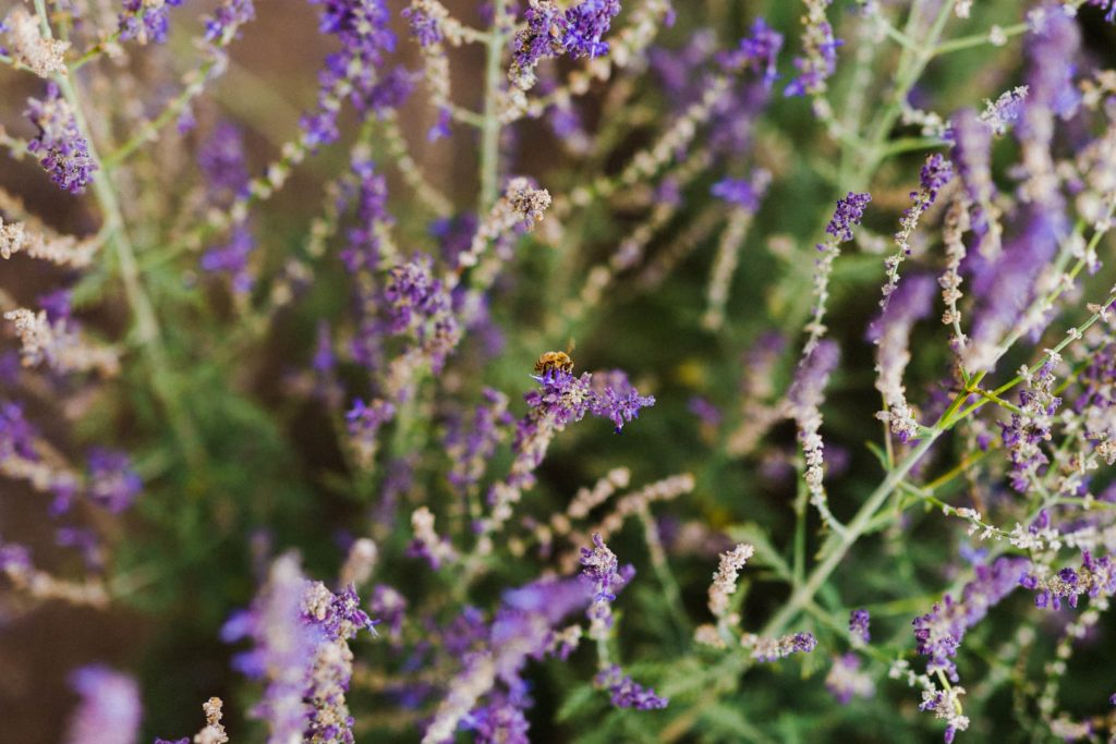 bee pollinating lavender stems