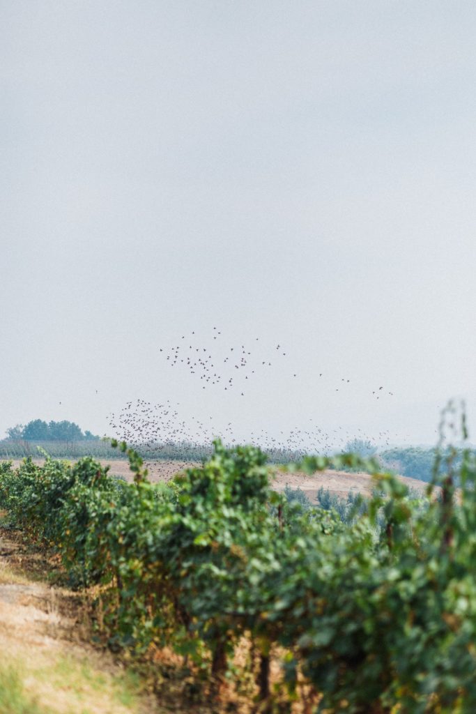 birds flying over green sunlit vineyards