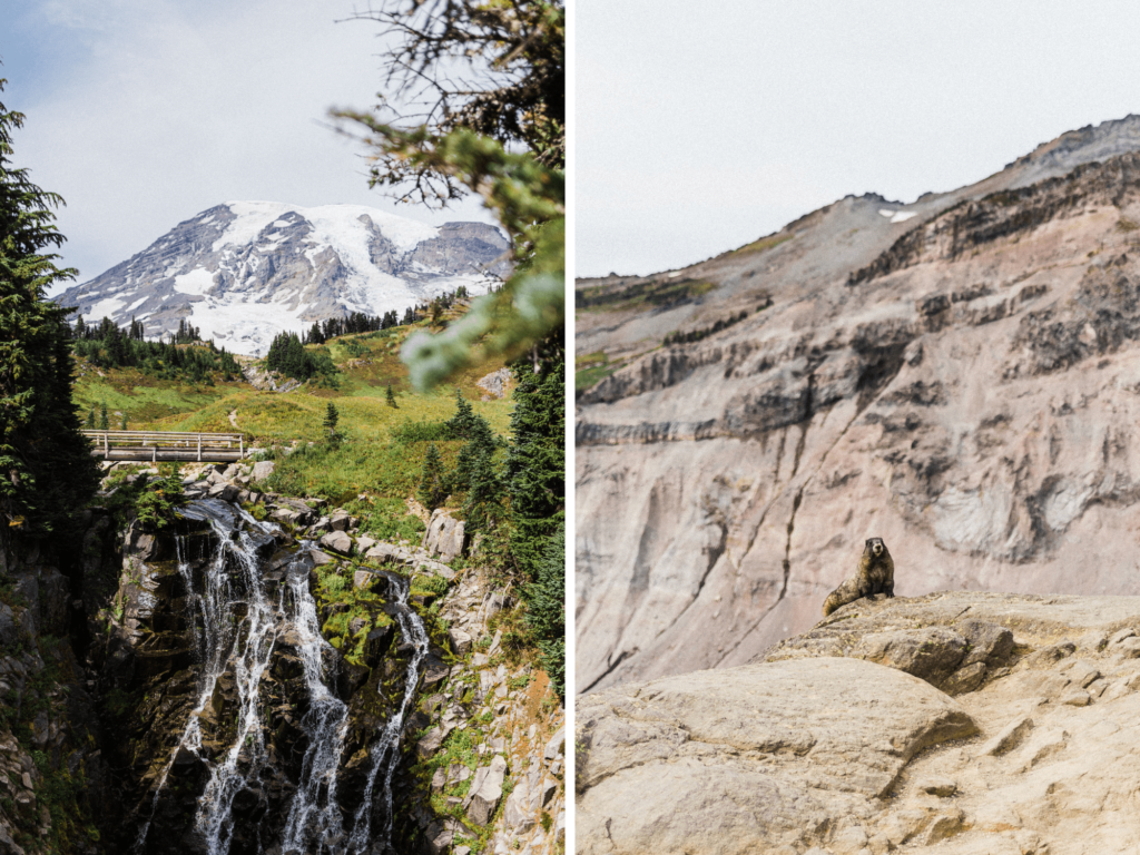 Mount Rainier waterfall and marmot sitting on a rock