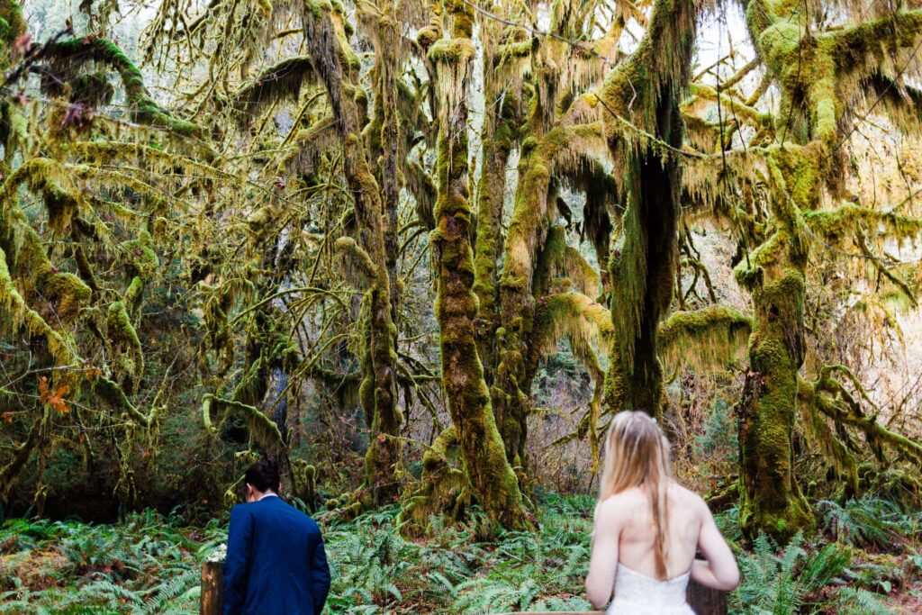 couple looking at the hoh rainforest in wedding attire