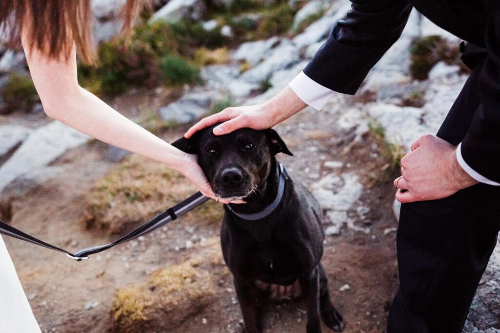 a dog getting pets from it's owner during their pet friendly Washington Elopement